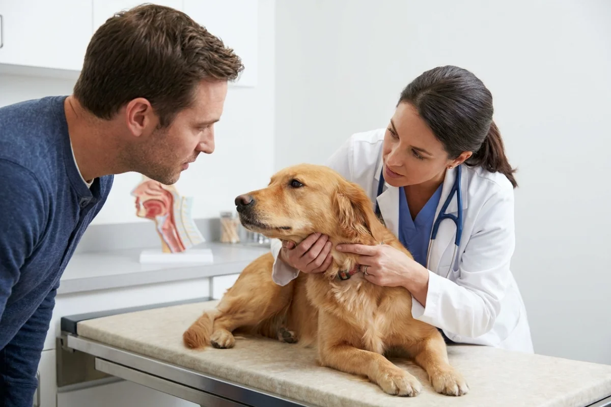 Veterinarian explaining collar pressure on a dog's trachea and thyroid area