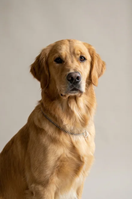 Show dog with thin collar correctly placed behind the ears