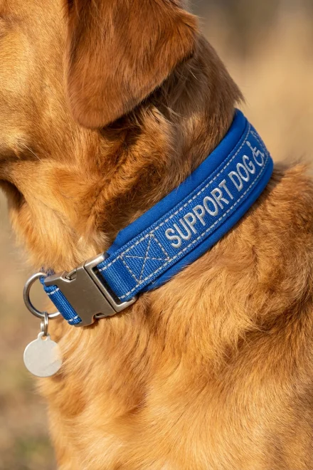 Detalle de un collar acolchado con bordado reflectante para perros con necesidades especiales