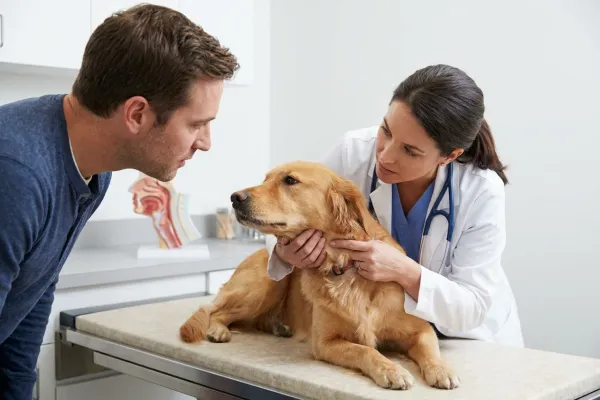 Veterinarian explaining collar pressure on a dog's trachea and thyroid area