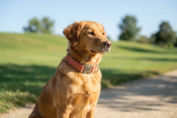 Perro con collar de identificación especial que indica su discapacidad sensorial para mayor seguridad