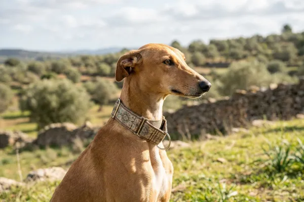 Collares Martingale para perros: La guía definitiva sobre el sistema antiescape