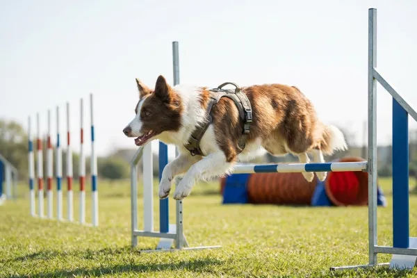 Perro de deporte con collar técnico corriendo en una pista de agility