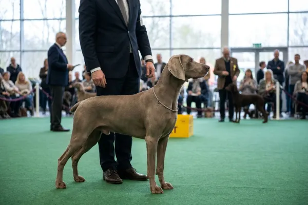 Purebred dog at a dog show wearing a fine snake-type chain collar for the ring