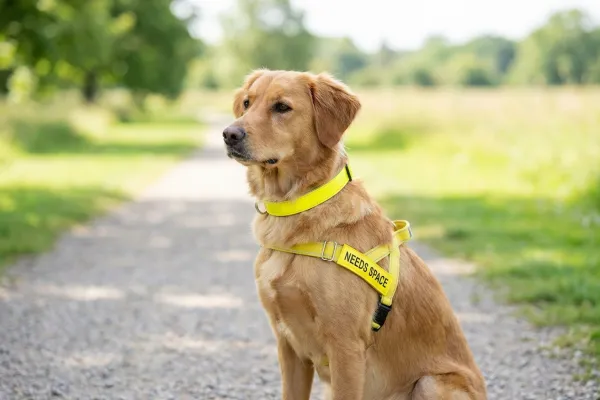 Perro con collar de señalización amarillo para indicar que necesita espacio durante el paseo
