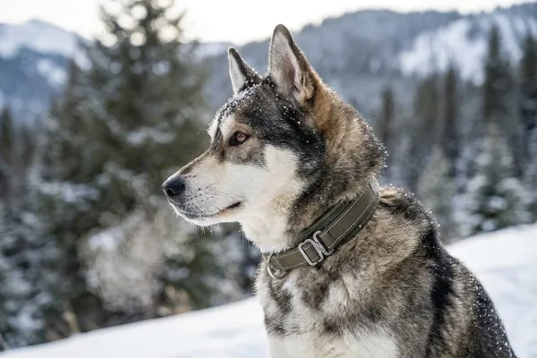 Perro de nieve usando un collar resistente a bajas temperaturas y humedad