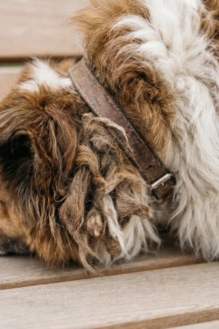 Detalle de nudos en el pelo de un perro causados por el collar