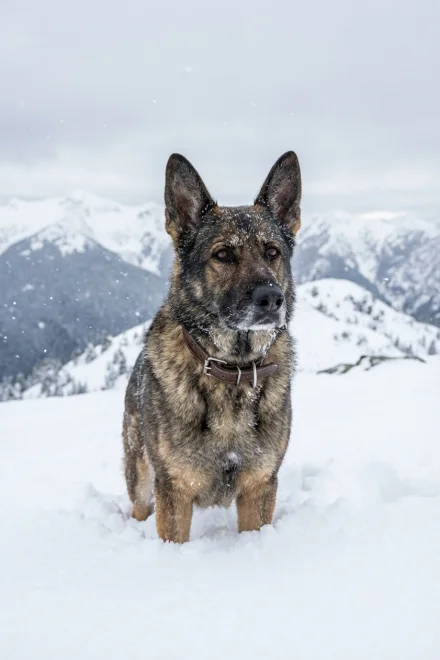 Perro con collar resistente en la montaña nevada
