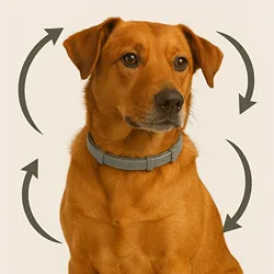 Flea and Tick Dog Collars